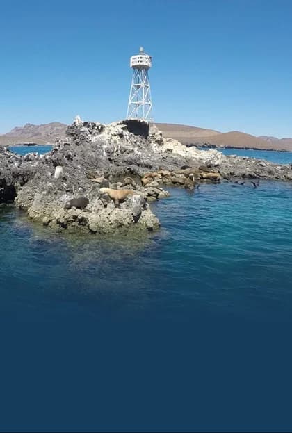 Lobos Marinos