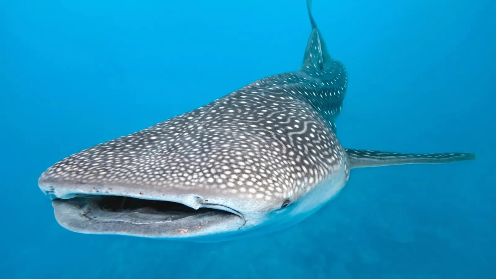 Tiburón Ballena